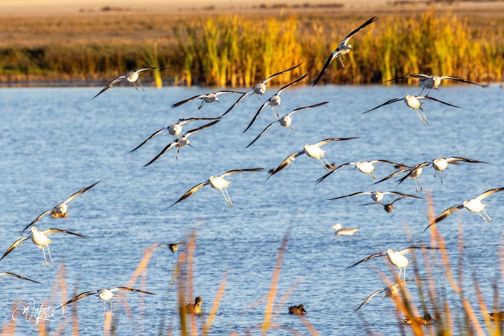 Shorebirds in Flight Over Coastal Marsh | Wildlife Photography by William Reed