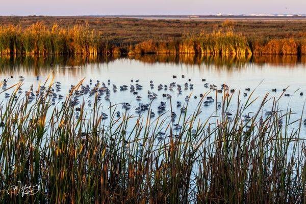 Shorebirds in Coastal Marsh at Sunset | Wildlife Photography by William Reed