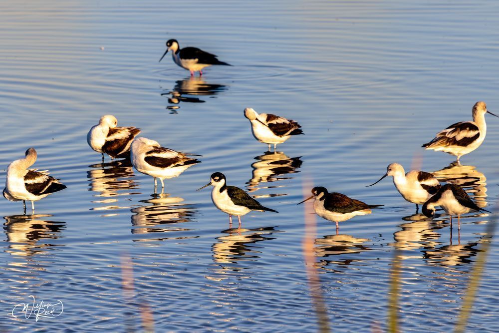 Shorebirds in Shallow Water at Sunrise | Coastal Wildlife Photography