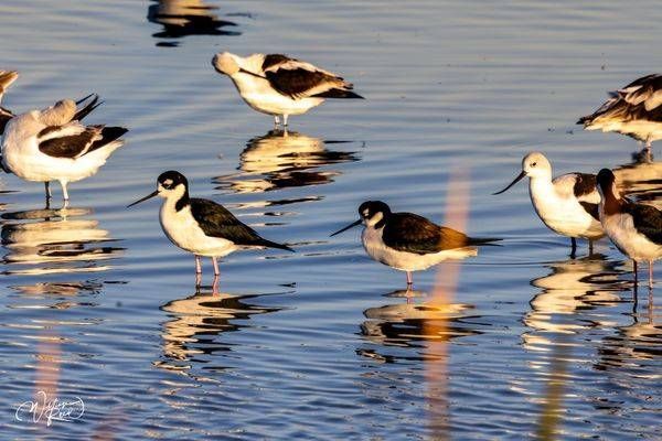 Shorebirds in Morning Light | Coastal Wildlife Fine Art Photography