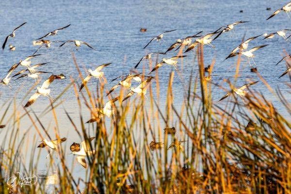 Shorebirds Rising from Coastal Marsh | Wildlife Photography by William Reed