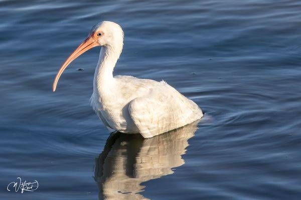White Ibis Reflection Photography Print | Coastal Bird Art by William Reed