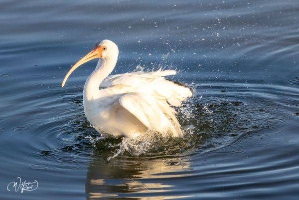 White Ibis Wildlife Photography Print | Coastal Bird Art by William Reed