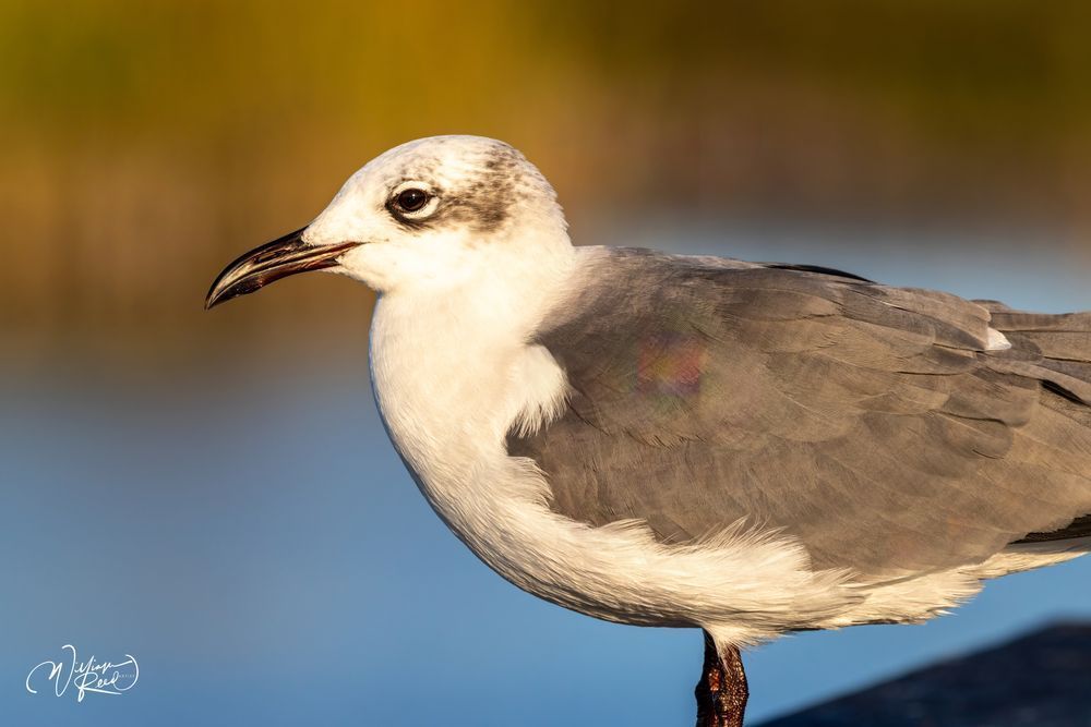 Gull Portrait Fine Art Print – Coastal Bird Photography | William Reed
