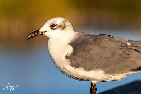 Gull Portrait Fine Art Print – Coastal Bird Photography | William Reed