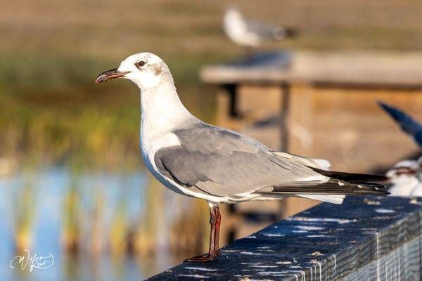 Ring-Billed Gull on Pier – Coastal Bird Fine Art Photography | William Reed