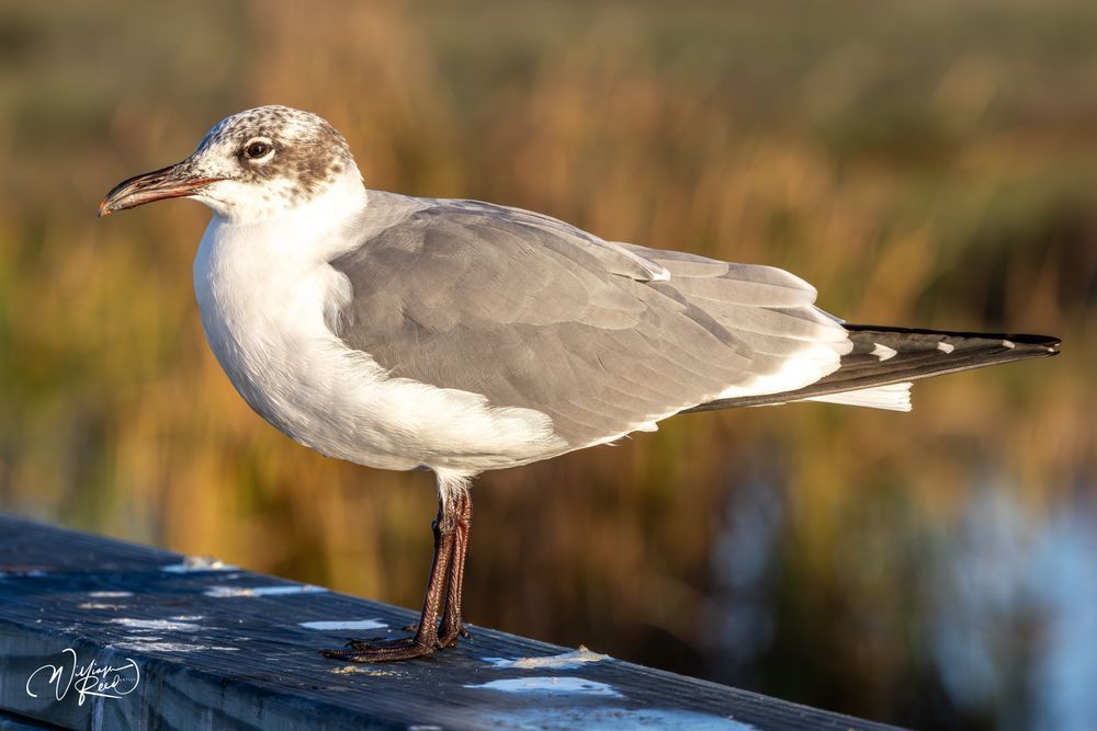 Ring-Billed Gull Portrait in Golden Marsh Light | Coastal Bird Fine Art Photography