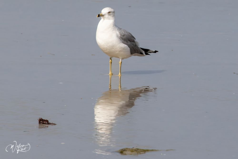 Ring-Billed Gull Reflection – Coastal Bird Fine Art Photography | William Reed
