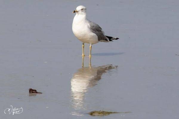 Ring-Billed Gull Reflection – Coastal Bird Fine Art Photography | William Reed
