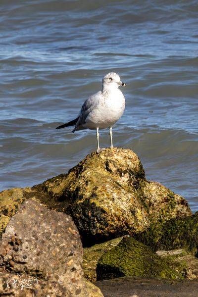 Ring-Billed Gull on Coastal Rock | Fine Art Coastal Photography