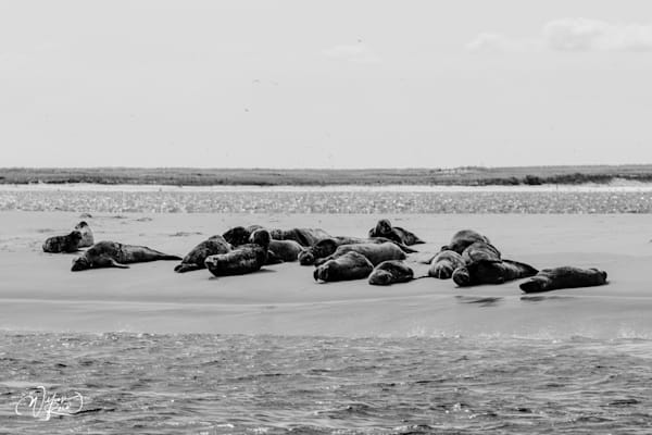 Black and white fine art photograph of a seal colony resting on a Cape Cod sandbar. Coastal wildlife photography by William Reed.
