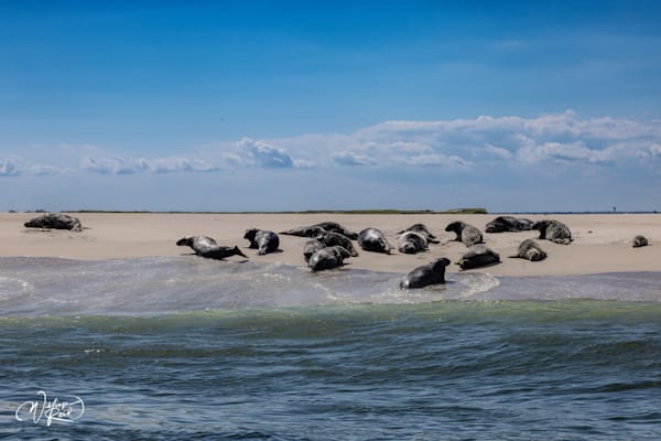 Cape Cod Seals Returning to the Ocean – Coastal Wildlife Photography | William Reed