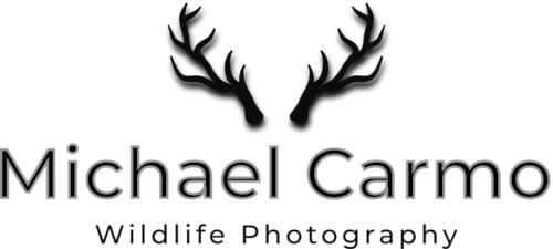 Michael Carmo Wildlife