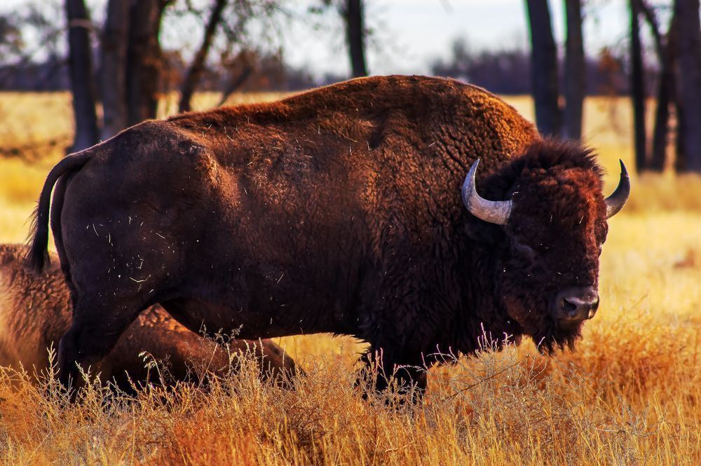 Bison's Autumn Watch Photography Art | David Thoutt Photography