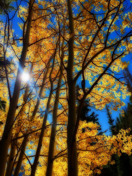 Vertical Aspen