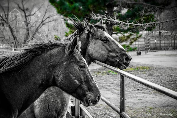 Two Horses