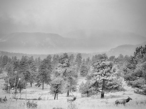 Elk, RMNP