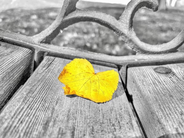 Park Bench