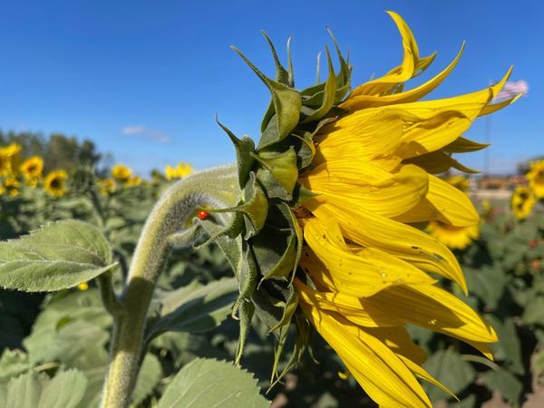 Kansas