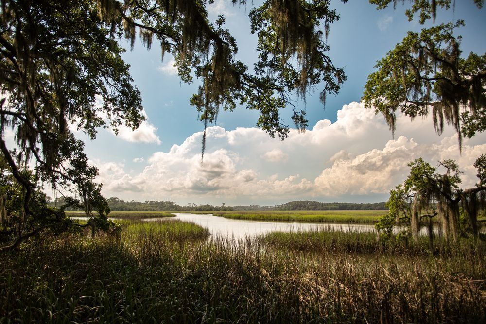 Edisto River Art | C.Canty Studios