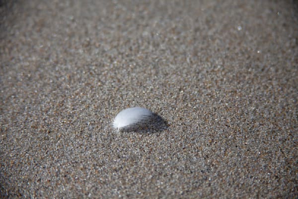 Feather