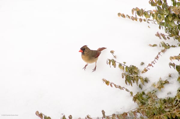 Cardinal On Snow