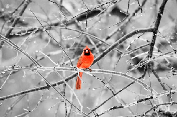 Cardinal On Branch