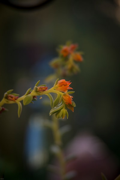 Cactus Bloom