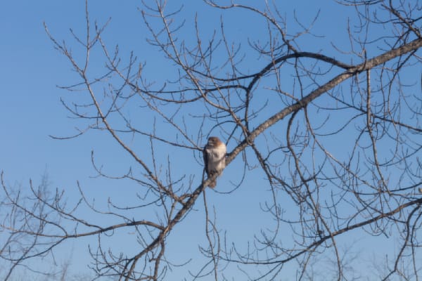 Hawk In Tree