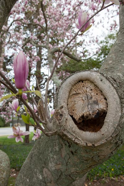 Hungry Tulip Tree