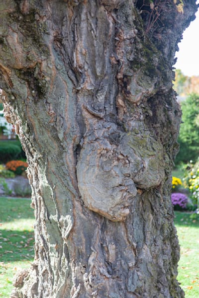 Tree Man