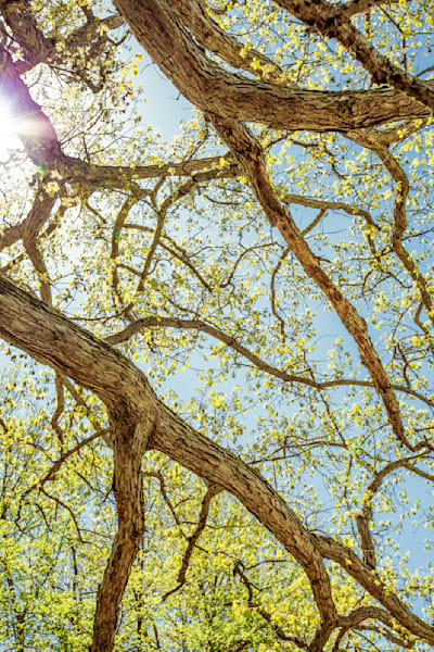 Tree Limbs Flowers In The Sky