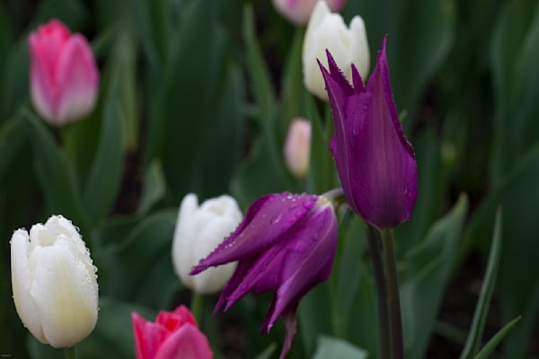 Tulips
