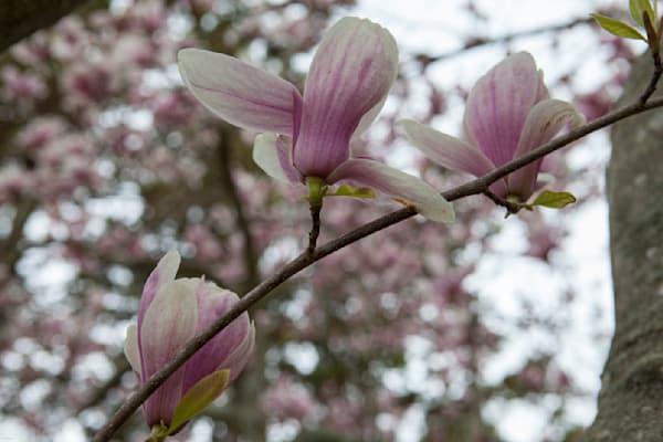 Tulip Tree Blosooms