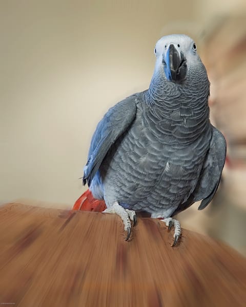 Parrot