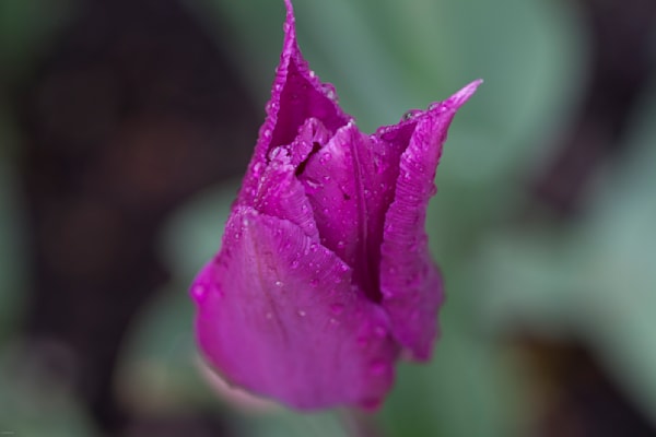 Purple Tulip