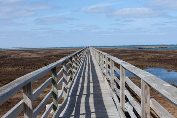 Saltwater Marsh