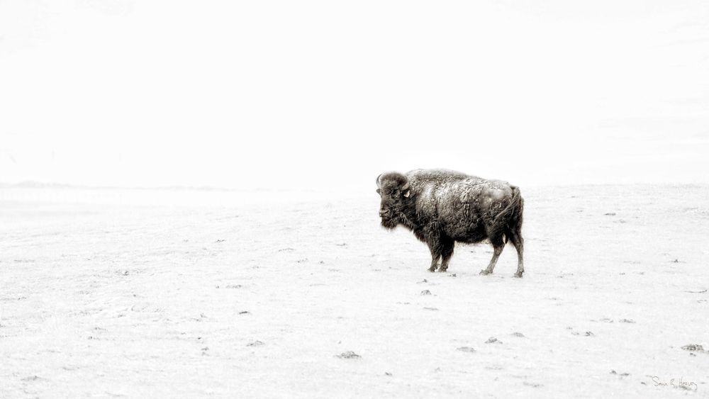 alone in the mist