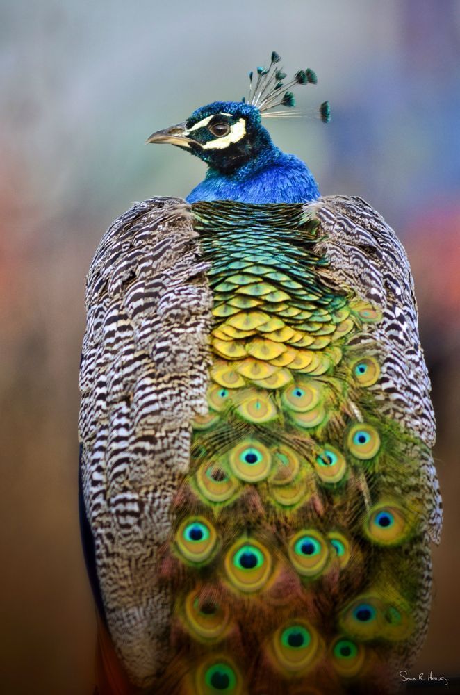 Heavey Img 3244.Jpg Photography Art | Sean R. Heavey