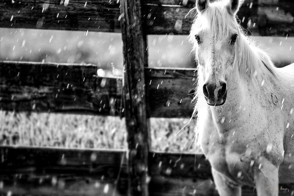 Heavey Img 2015.Jpg Photography Art | Sean R. Heavey