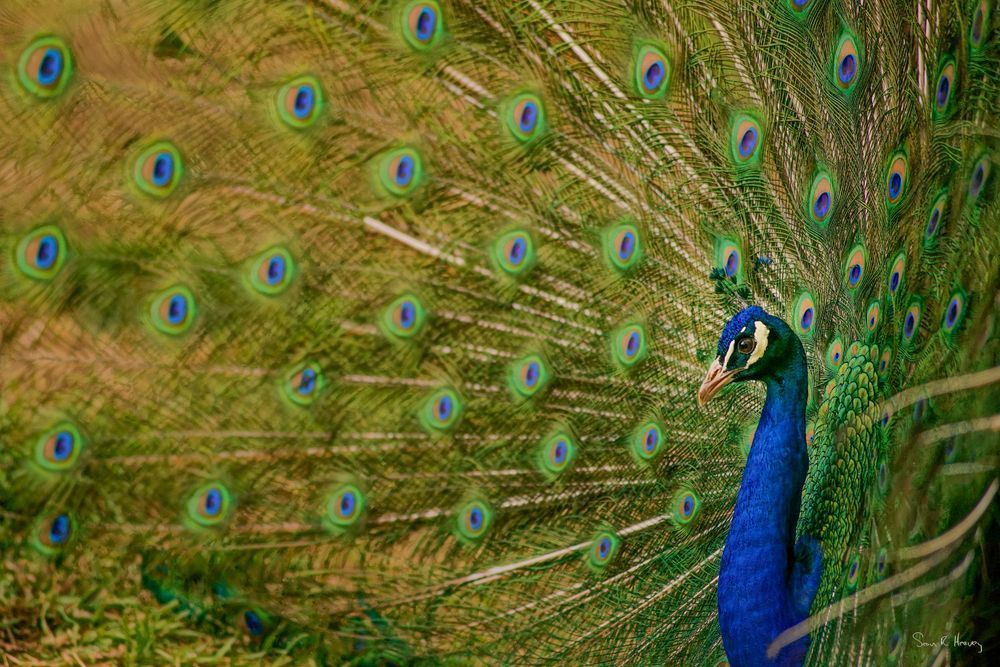 Heavey Img 2014.Jpg Photography Art | Sean R. Heavey