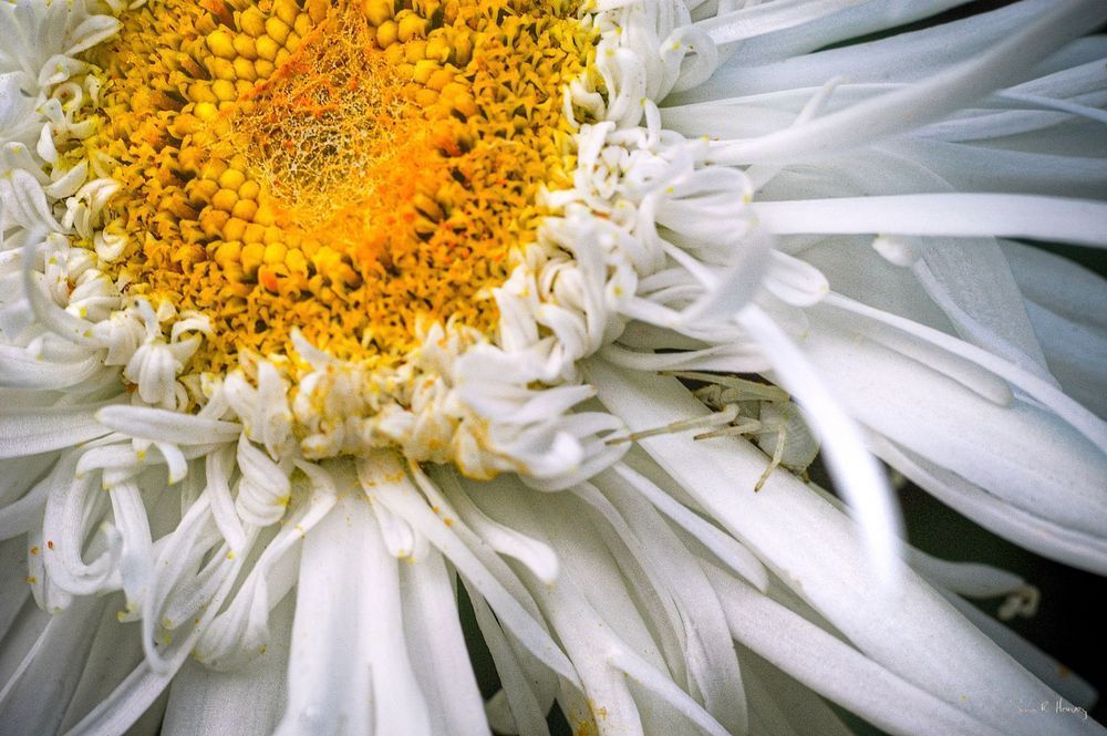 Spider & Daisy