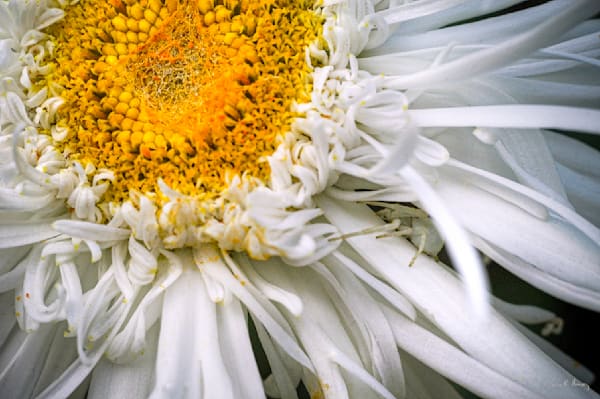 Spider & Daisy