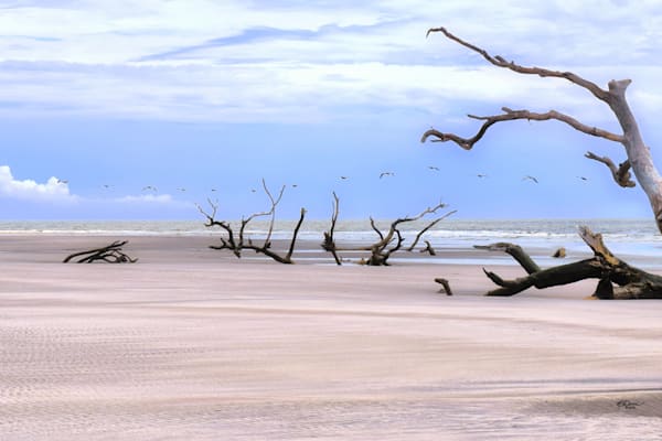 Pelicans O'er The Boneyard Photography Art | Davis Photo Art LLC