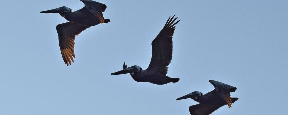 
        <div class='title'>
          Michael Davis   Pelican Sequence v94k11
        </div>
       
        <div class='description'>
          
        </div>
      