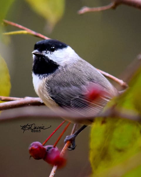 Carolina Chickadee Photography Art | Davis Photo Art LLC