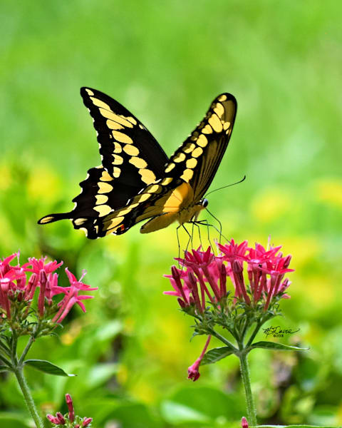 Butterfly Banquet Photography Art | Davis Photo Art LLC