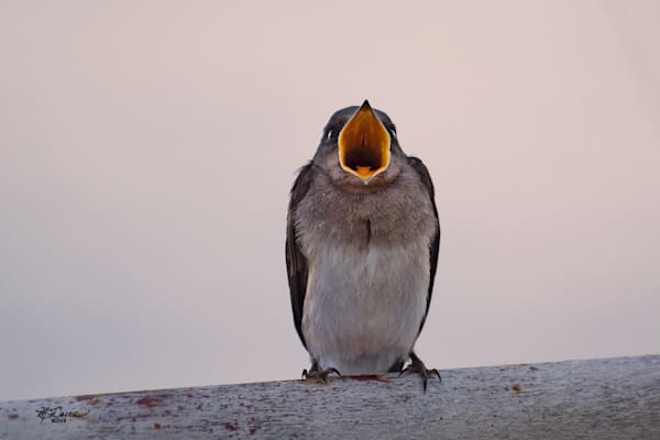 Hungry Photography Art | Davis Photo Art LLC