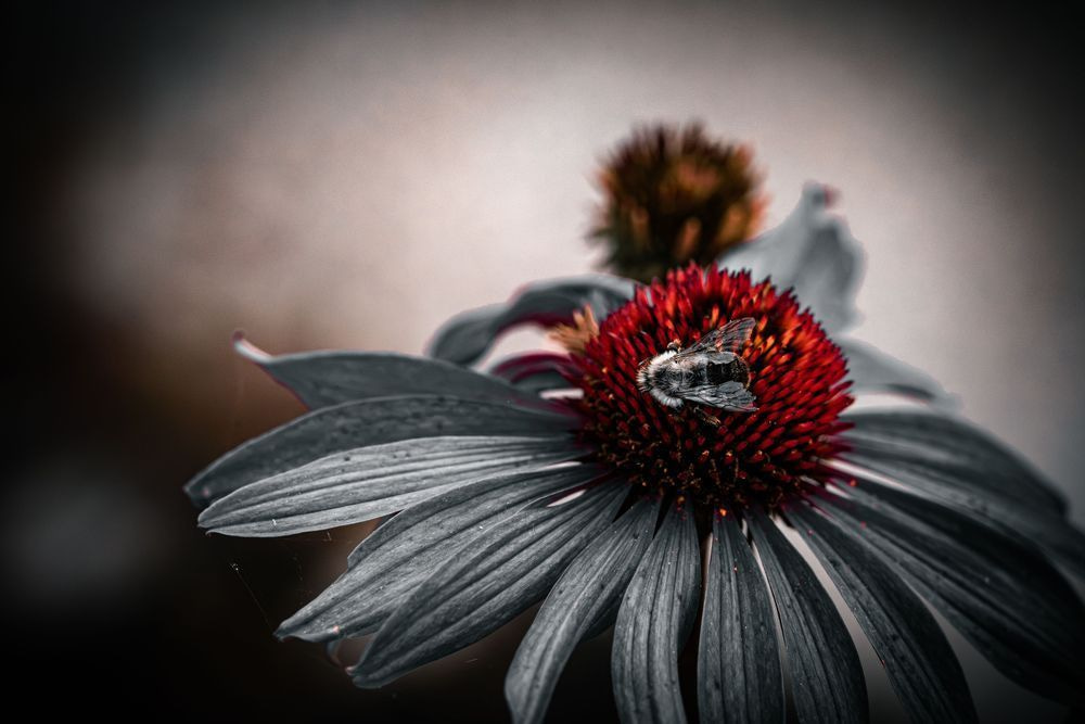 A Flash Of Crimson Photography Art | Kevin Morris Photography USA