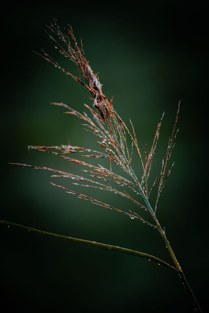 Morning Dewlight Photography Art | Kevin Morris Photography USA